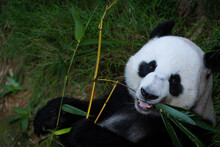 Giant Panda Bamboo Snack