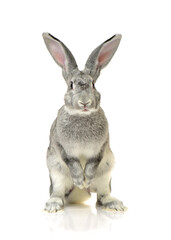 Wall Mural - grey rabbit on a white background