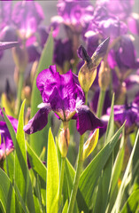 Sticker - Delicate spring flower of iris in the rays of the evening sun