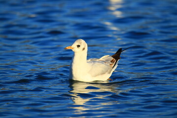 Wall Mural - Gull on the lake in beautiful sunny day