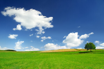 Wall Mural - idyllic landscape, lonely tree among green fields