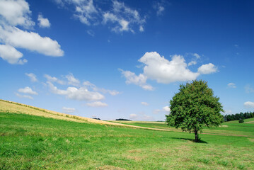 Wall Mural - spring view, lonely tree among green fields
