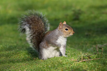 Close Up Of A Grey Squirrel (sciurus Carolinensis) Sitting On The Ground