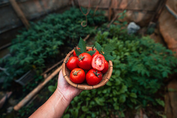 Fresh red tomatoes from the farm