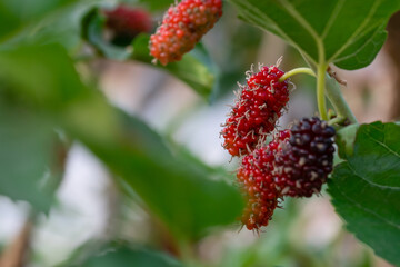 Wall Mural - Fresh mulberry, black ripe and red unripe mulberries on the branch of tree. Healthy berry fruit can cook dessert and jam sweet taste with blur green leaves background