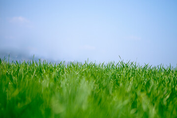 Wall Mural - Field of green fresh grass and blue sky.