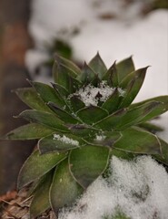 Wall Mural - cactus in the snow