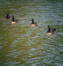 Four Ducks Geese Swans Swimming Park Water Lake Central Park New York Beautiful Cute Family Nature Animal 