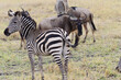 Zebra und Gnus im Tarangire-Nationalpark in Tansania