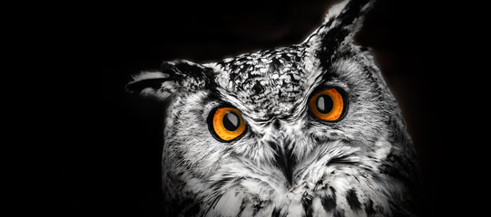 Wall Mural - A close look of the eyes of a horned owl on a dark background.