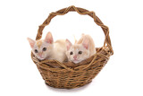 Fototapeta Koty - Burmese red and cream Kittens