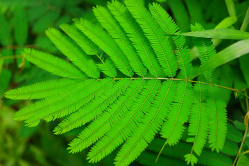 Canvas Print - Closeup shot of a large green gulmohar leaf