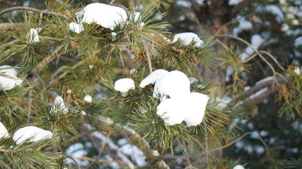 Wall Mural - snow covered pine cones