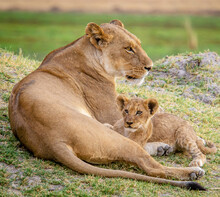 Shot Of A Lioness And A Cub Resting On Green Grass