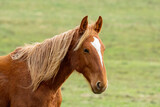 Fototapeta Zwierzęta - horse in the field