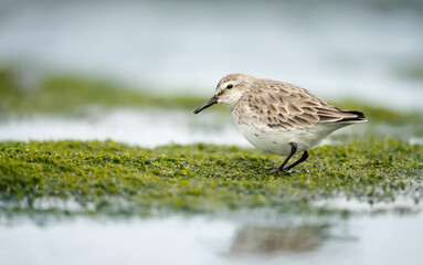 Wall Mural - close up of a sanderling in water