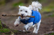 Süßer Maltipoo weißer Hund rennt , Winter Hundeportrait
