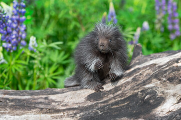 Wall Mural - porcupette (erethizon dorsatum) looks surprised on log summer