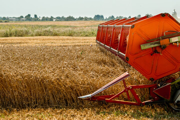 Rotary straw walker combine harvester cuts and threshes ripe wheat grain. Platform grain header with thresher reel, cutter bar reaping cereal ears. Gathering crop by agricultural machinery on field