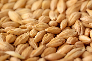 Wall Mural - Close up of unhulled  whole grain barley