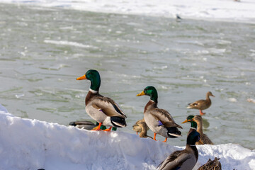 Wall Mural - Flock of mallard duck on the bank river