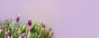 Fresh lavender flowers on pink background, copy space