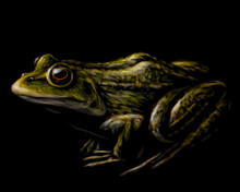 Frog. Color Graphic, Vector Portrait Of A Frog On A Black Background. Digital Vector Graphics.