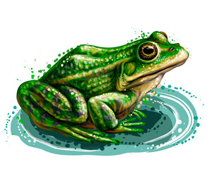 Wall Mural - frog. color, graphic, vector portrait of a frog on a white background in watercolor style.