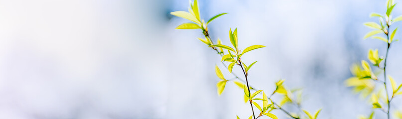 Wall Mural - Panoramic spring scenery with green leaves on a sunny day
