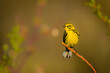 A yellow warbler on an isolated small branch with flowers in the background