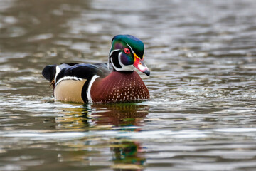 Wall Mural - a handsome wood duck on the water