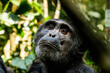 Schimpansenkopf