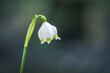 Leucojum vernum or spring snowflake - blooming white flowers in early spring in the forest, closeup macro picture.