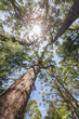 © Fotofeeling/Westend61 - Sun shining over canopies of tall red tingle trees (Eucalyptus jacksonii) growing in Walpole-Nornalup National Park