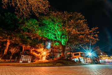 Wall Mural - Illuminated promenade or embankment of Gelendzhik city in winter time at night without people.