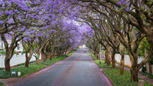 Tall Jacaranda Trees Lining The Street Of A Johannesburg Suburb In The Afternoon Sunlight