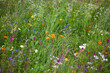 © Thomas J√§ger/Westend61 - Picturesque summer meadow