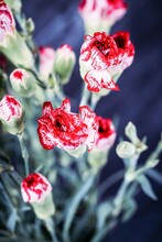 Vivid Red White Small Carnations On A Dark Background