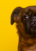 Cute Brussels Griffon Against Yellow Background