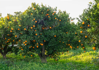 Wall Mural - Orange tree full of fruit