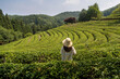 © Julio Sacristan/ADDICTIVE STOCK - Back view of unrecognizable female admiring scenery of green tea plantation in Boseong