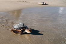 Wild Released Turtle On Carapace On Sandy Seashore On Sunny Day