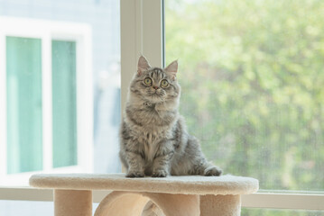 Poster - Cute Persian cat lying on cat tower