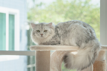 Poster - Cute Persian cat lying on cat tower