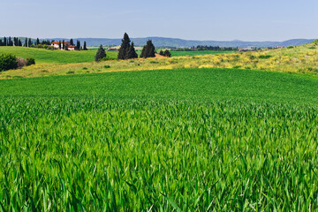 Sticker - Italy, Pienza. Wheat covers Tuscany hillside.