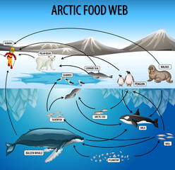 Canvas Print - Education poster of biology for food webs diagram