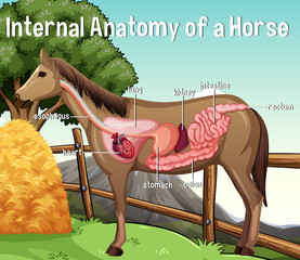 Poster - Internal Anatomy of a Horse with label