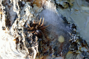Wall Mural - spider mother protecting eggs behind spider silk on tree surface in summer macri photo