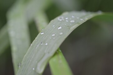 Wall Mural - dew on grass