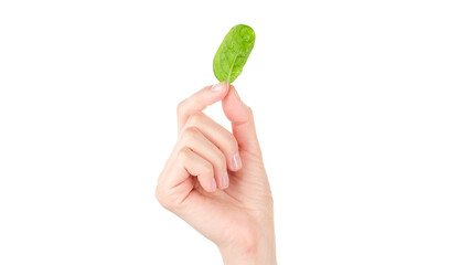 Wall Mural - spinach leaf in female hand on white background. healthy food concept